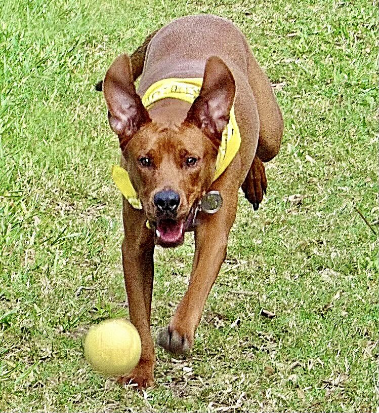 Charlie Swanson, Rhodesian Ridgeback Redbone Coonhound Mix