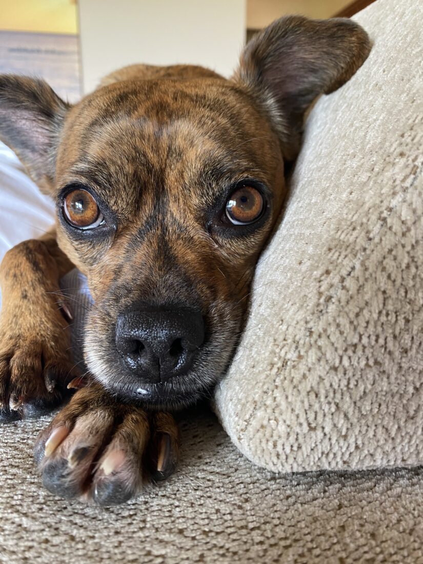 Piper, Chihuahua-terriermix