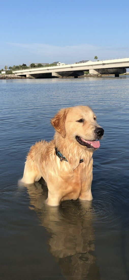 Willy, Golden Retriever