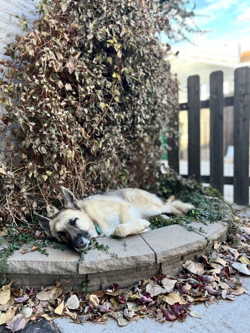 Lily Althea Doggrell, German Shepherd Dog