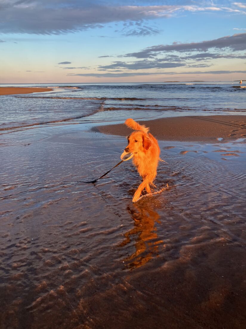 Hopper, Golden Retriever