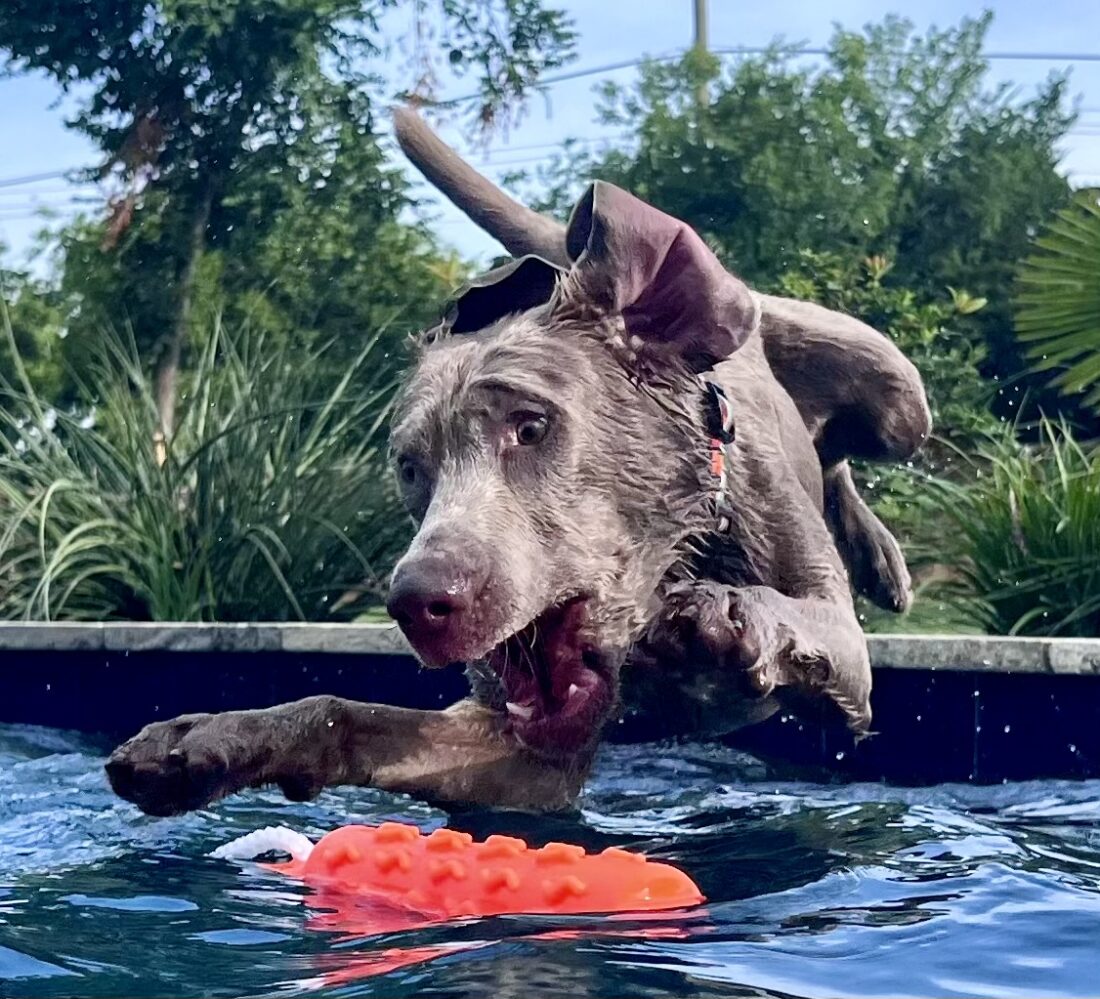 Django, Silver Labrador Retriever
