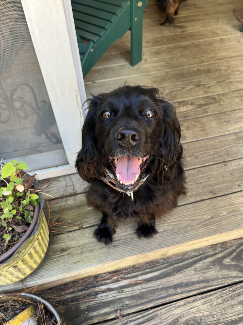 Callie, English Cocker Spaniel