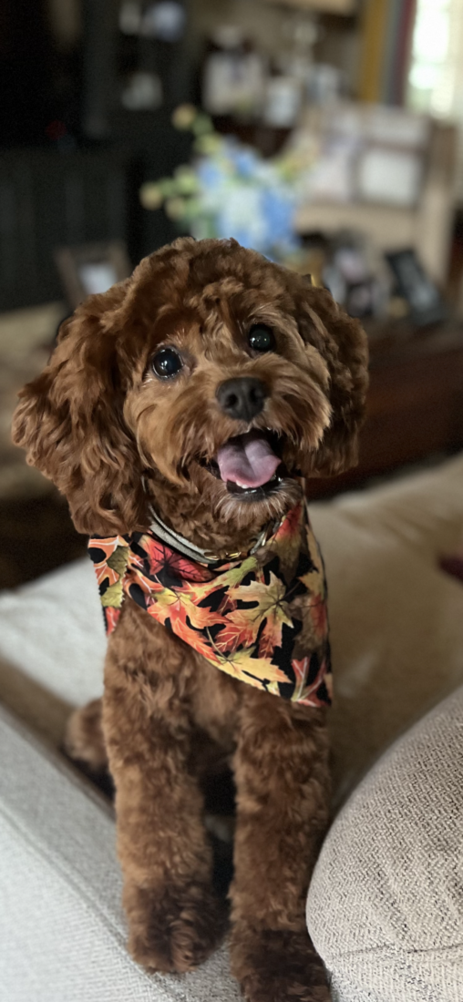 Bear, King Charles Cavalier/Poodle