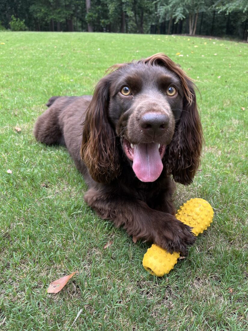 Lego, Boykin Spaniel