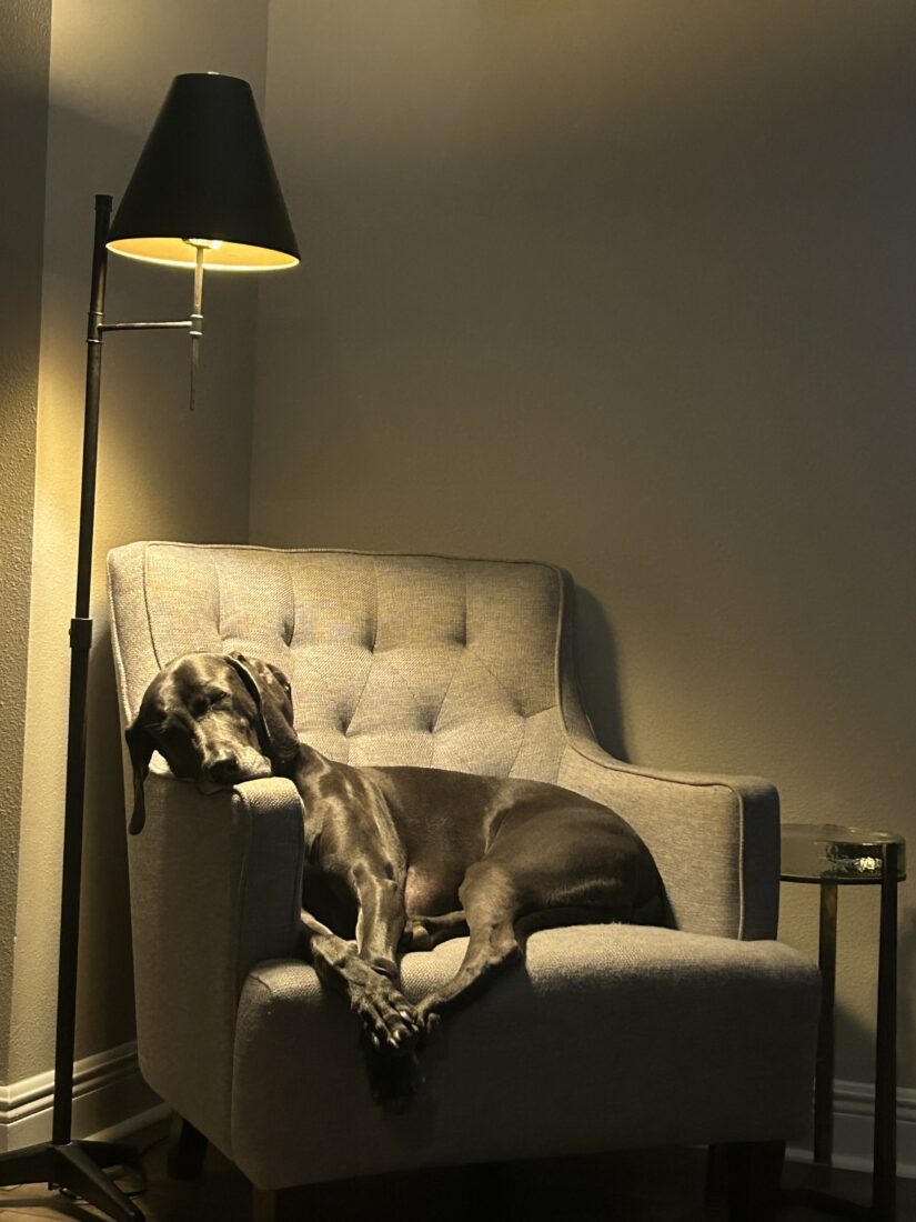 Waldo, Weimaraner