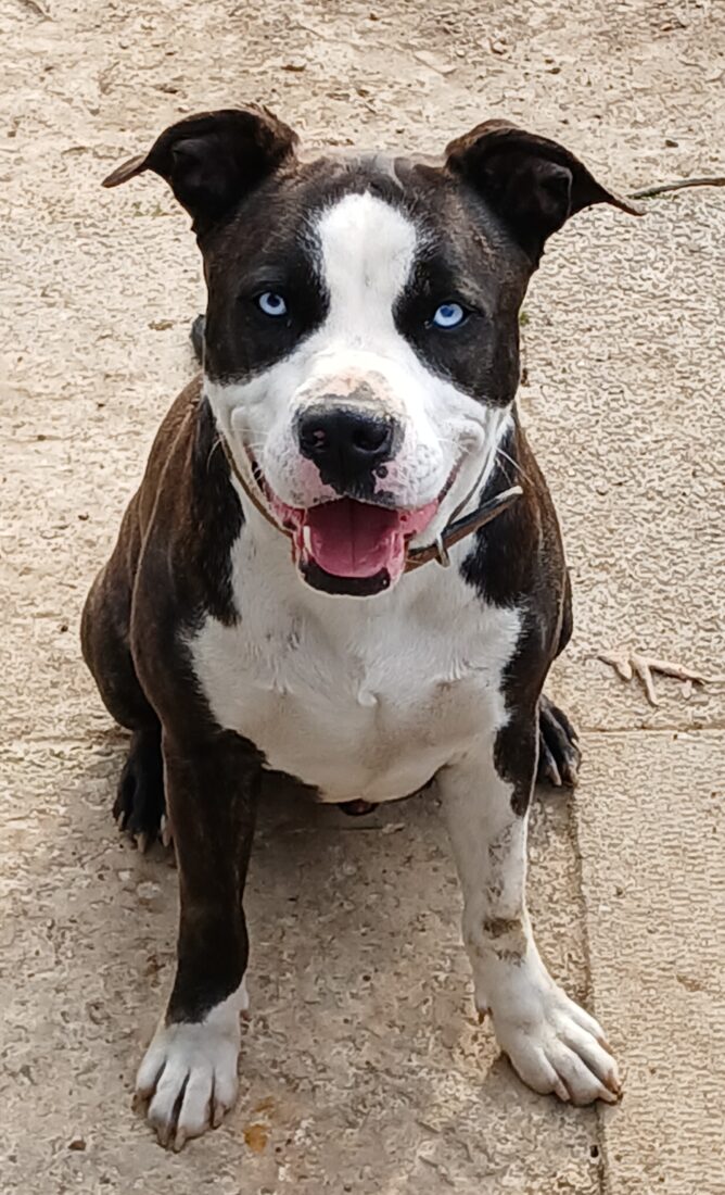 Roller, Amstaff/pit mix