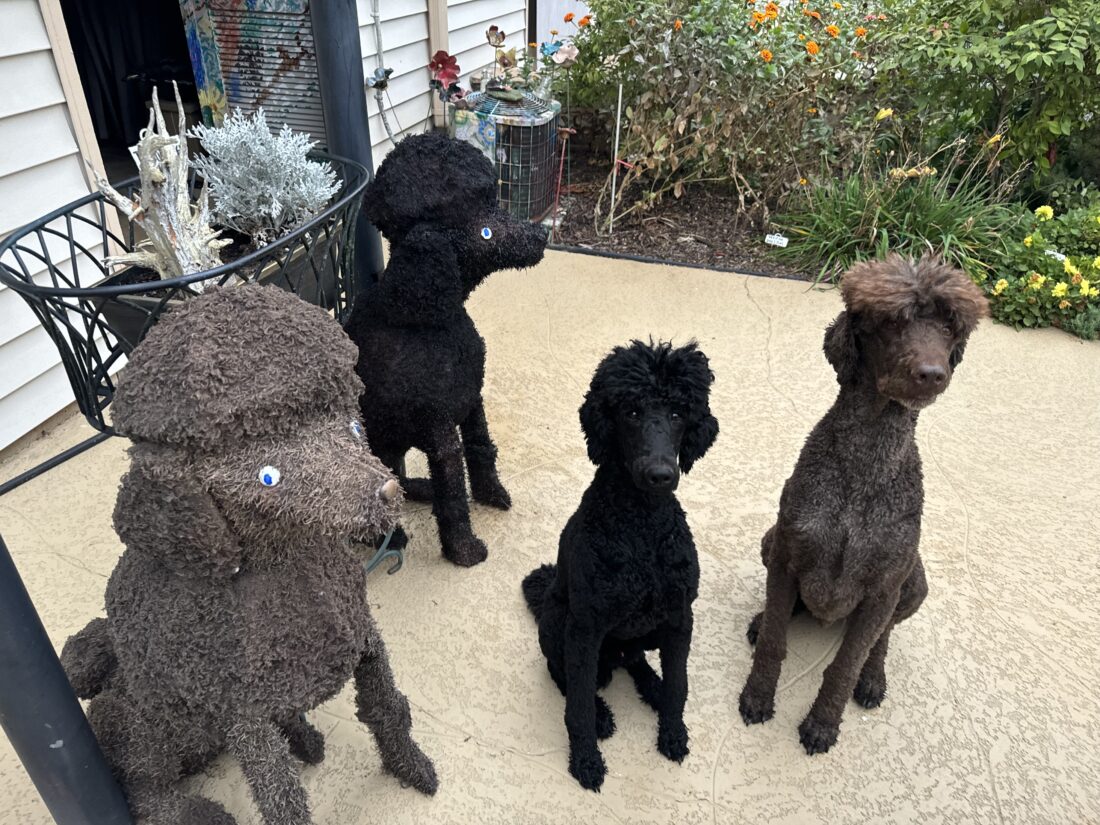 Eddie and Gus, Standard Poodle