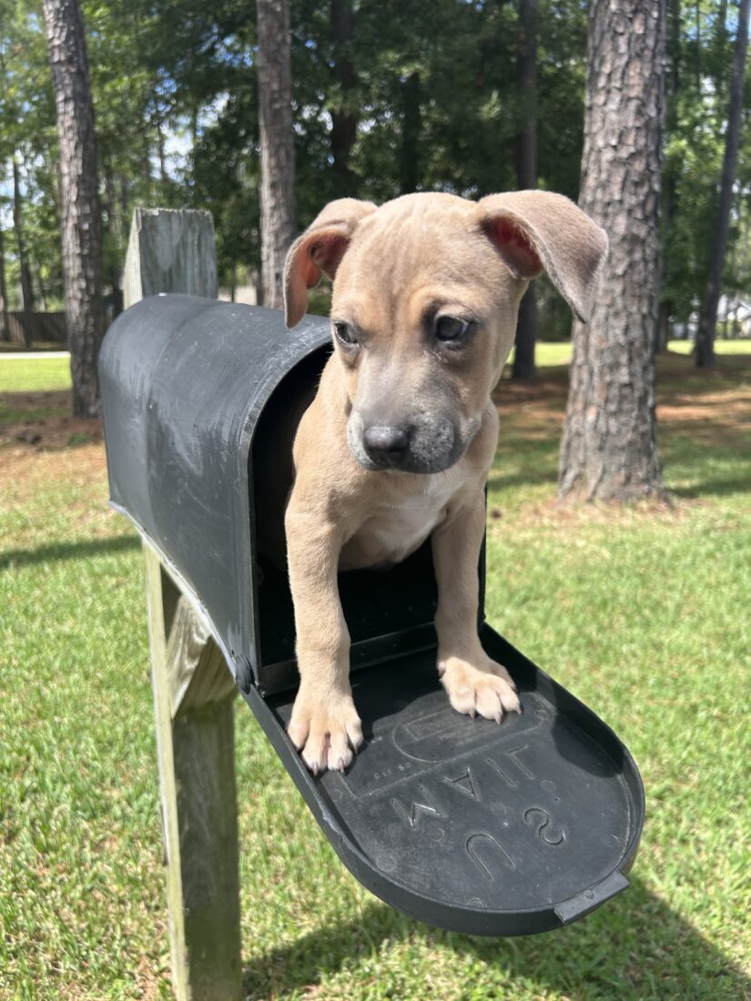 Otis, South Carolina terrier mix