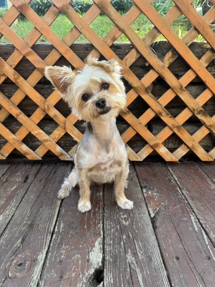 Divot, Yorkshire Terrier