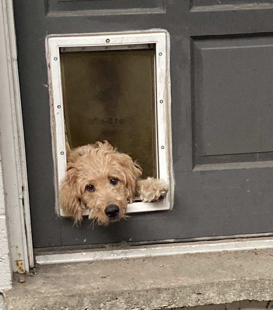 Cooper, Golden doodle