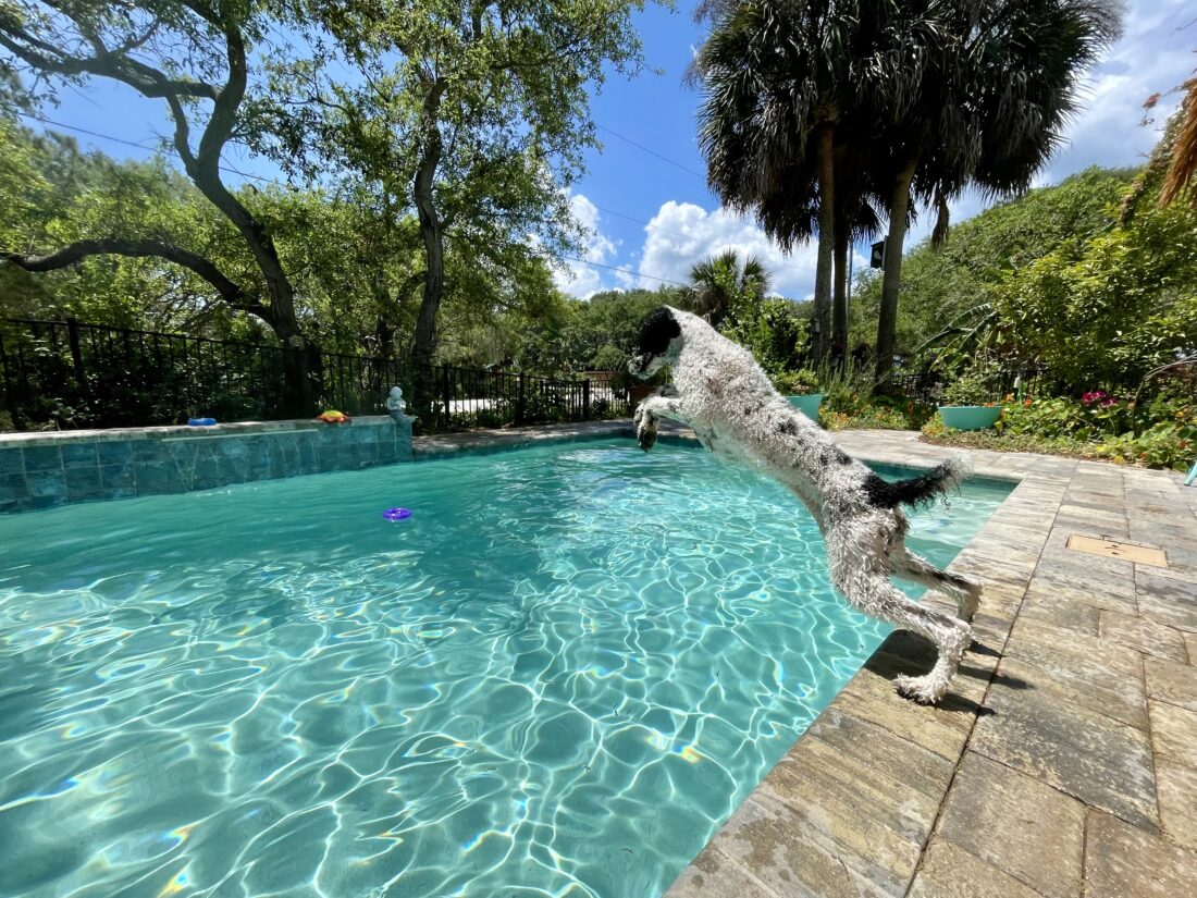 Calais, Standard Poodle