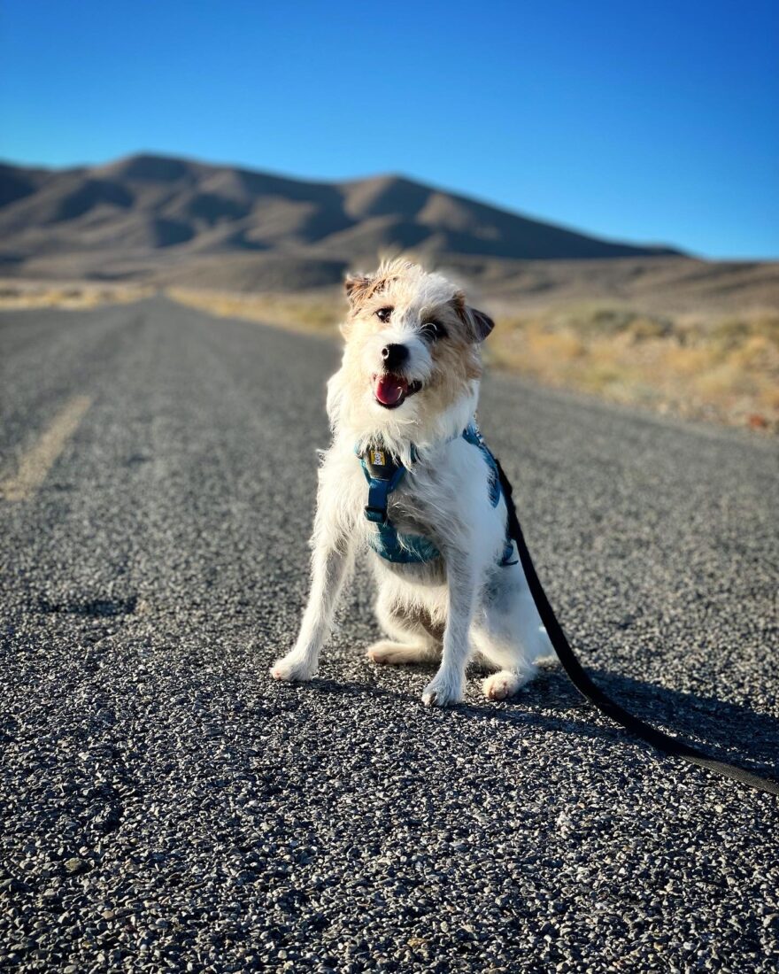 Dexter, Jack Russell Terrier