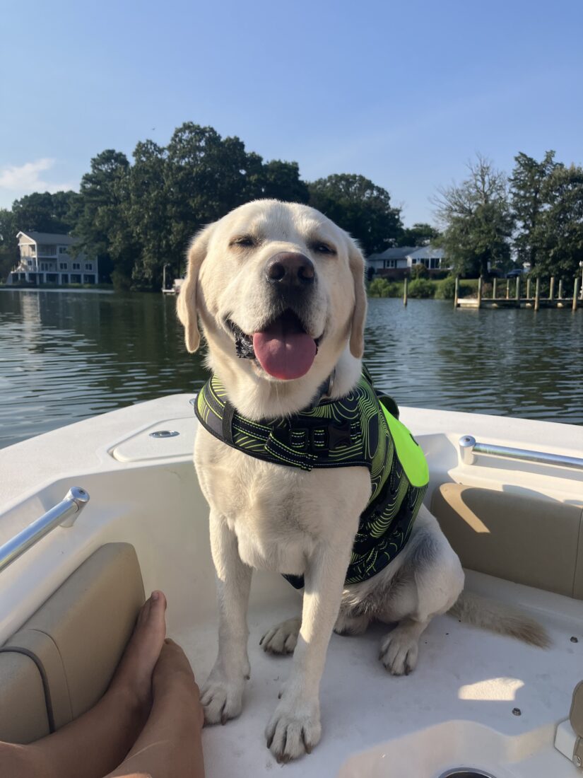 Benny, Labrador Retriever