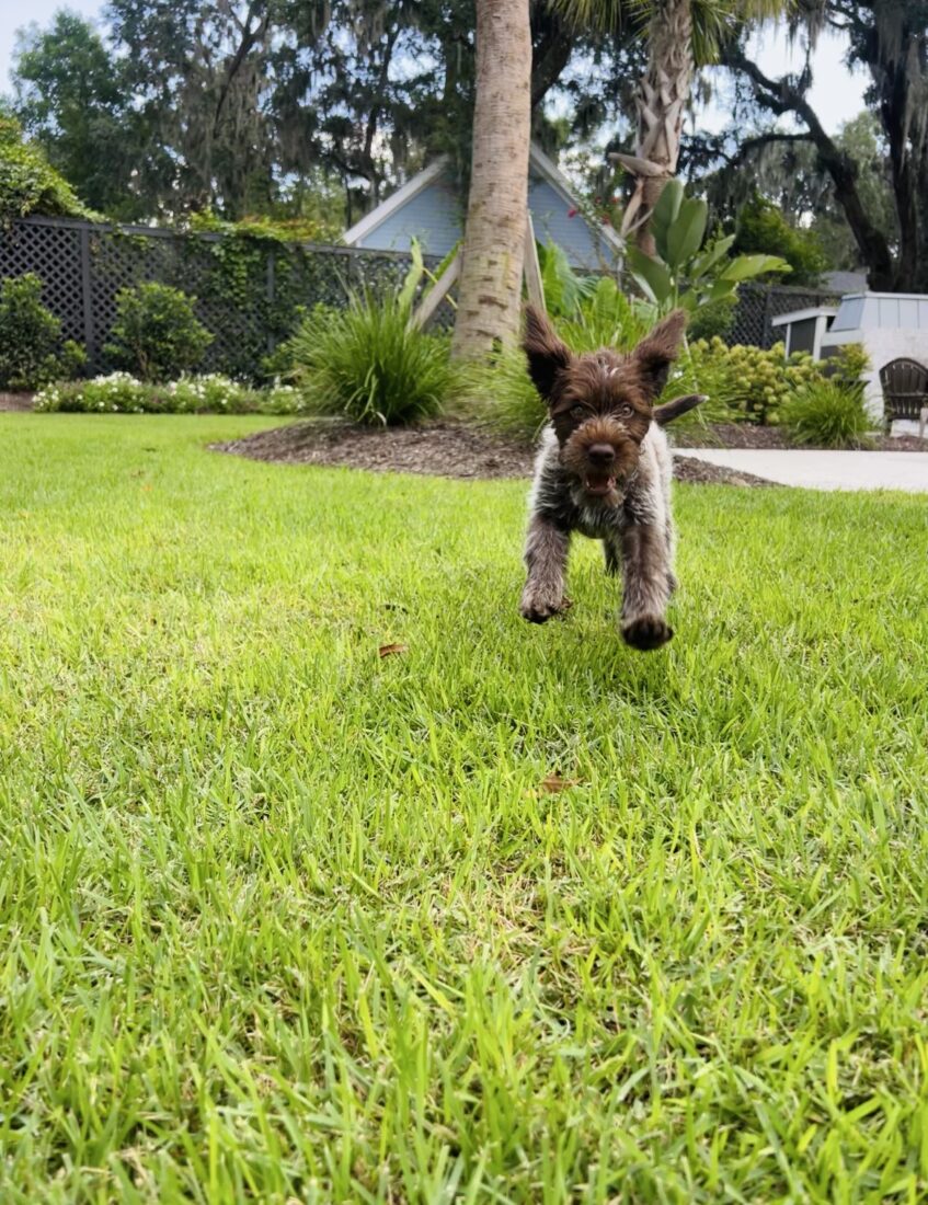 Birdie, Wirehaired Pointing Griffon