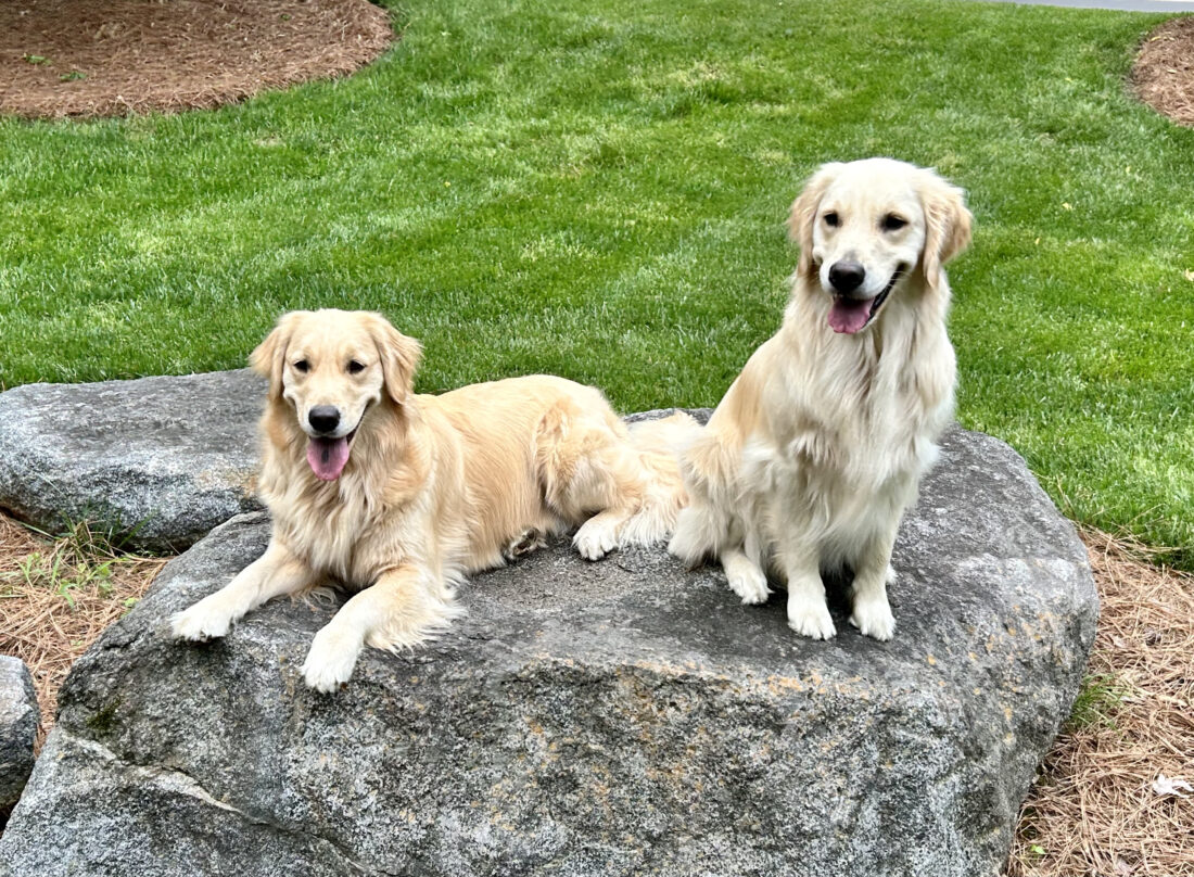 Sage & Caden, Golden Retrievers