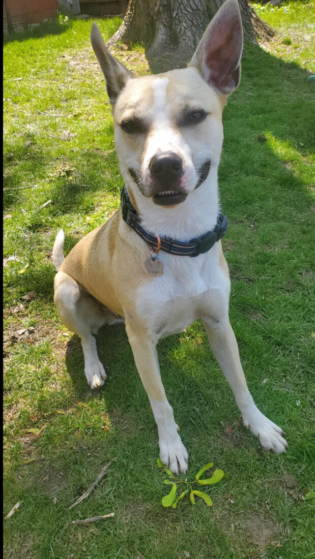 Duke, Pitsky ( Pitbull and Husky