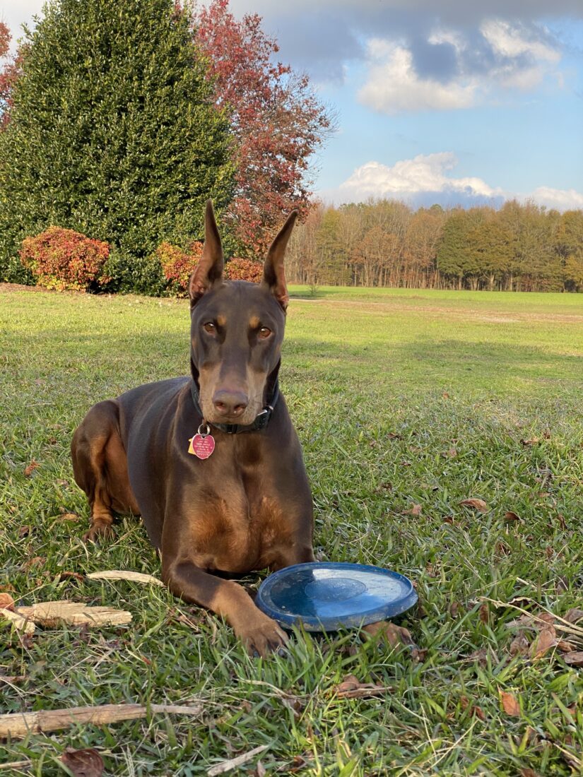 Abbi, Doberman Pinscher