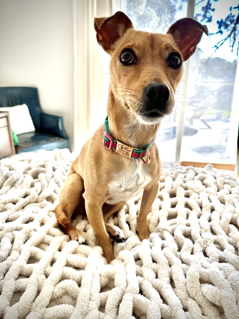 Callie, Terrier Mix