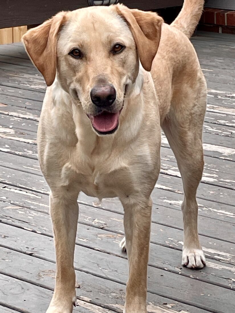 Fin, Labrador