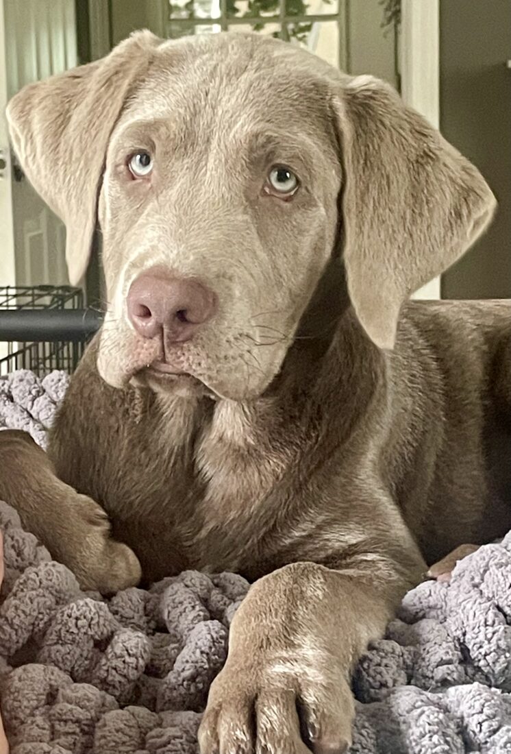 Roy, Labrador