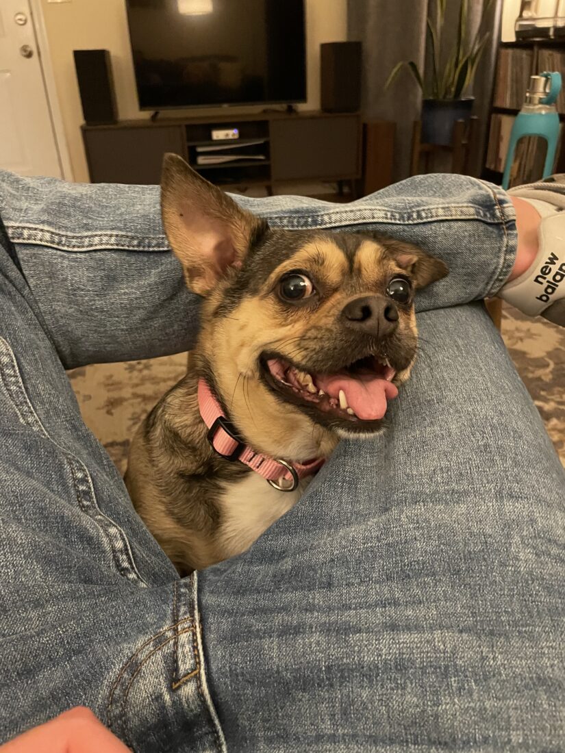 Quiche, Pug chihuahua boston terrier mix.