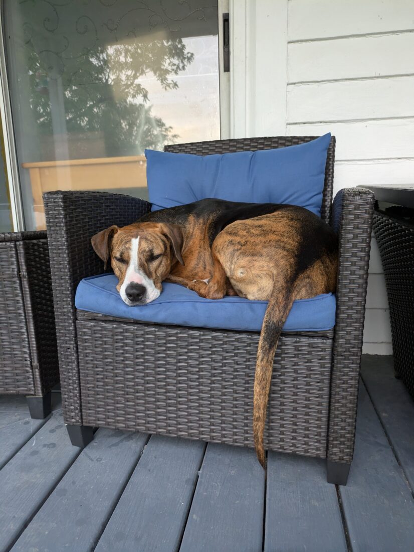 Rory, Foxhound mix