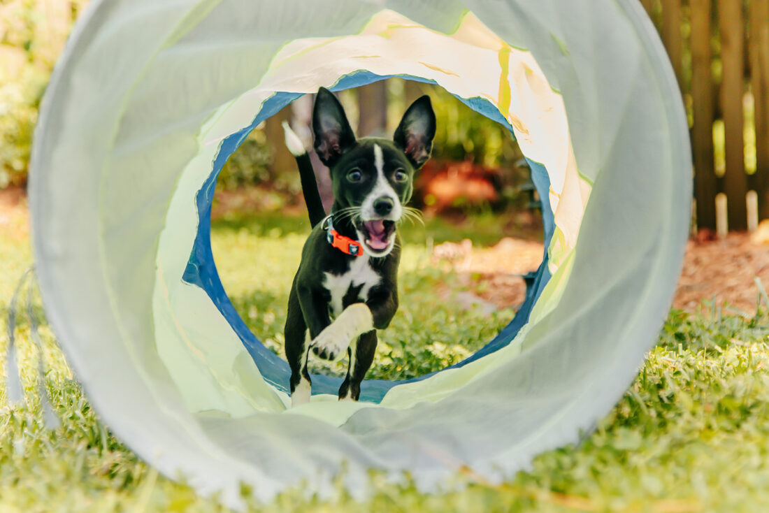Pepsi, Chihuahua mix