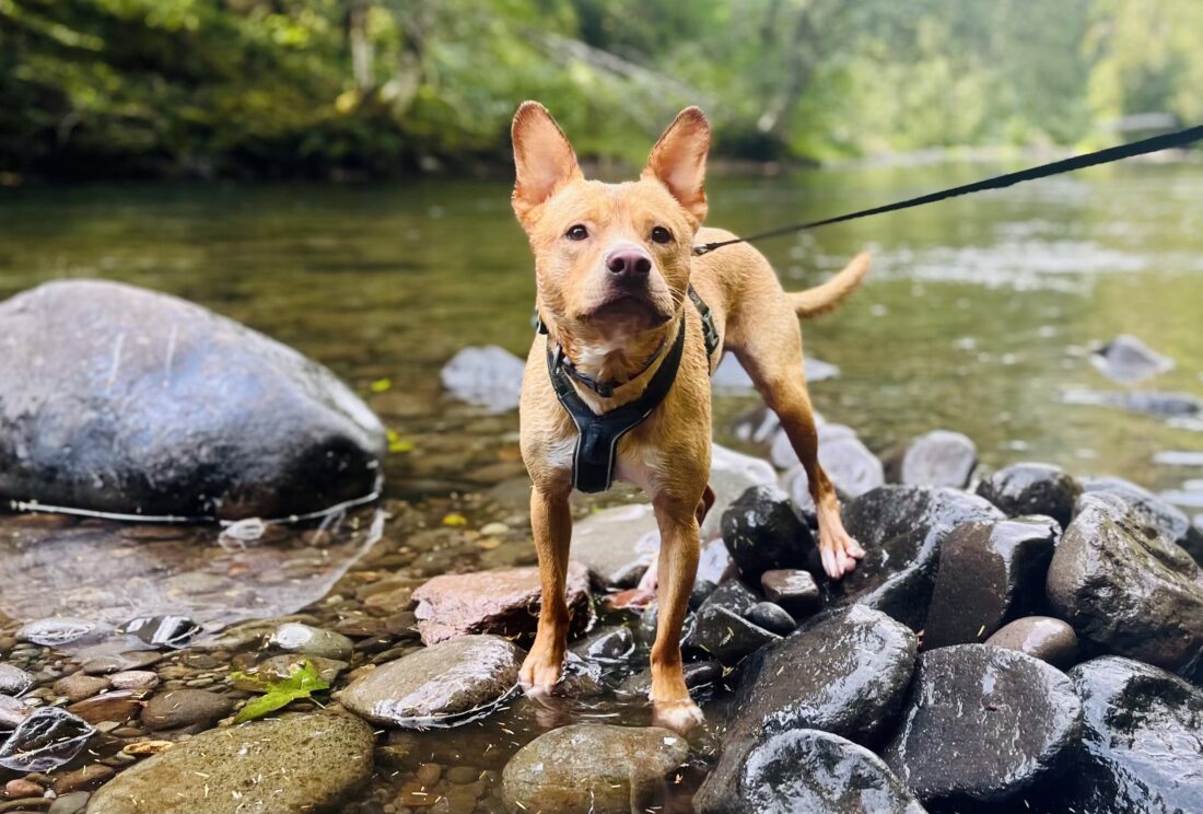 Earl, Carolina Dog