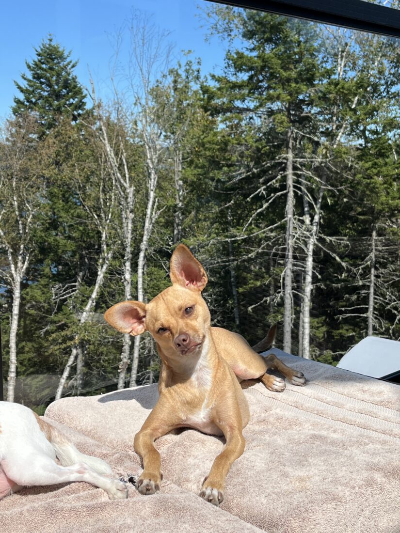 Dolly, Rat Terrier/Chihuahua