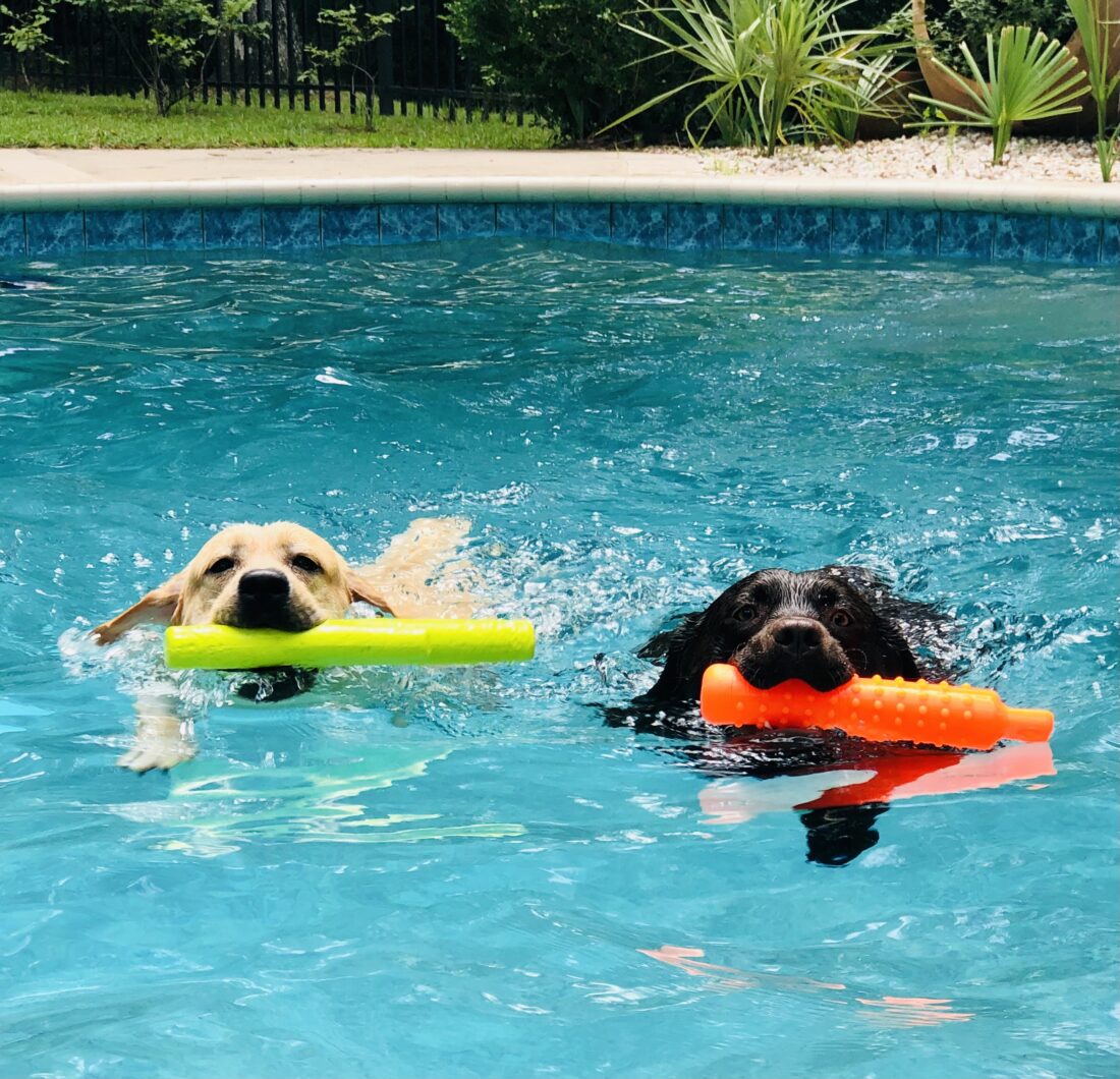 Gus and Ava, English Labradors