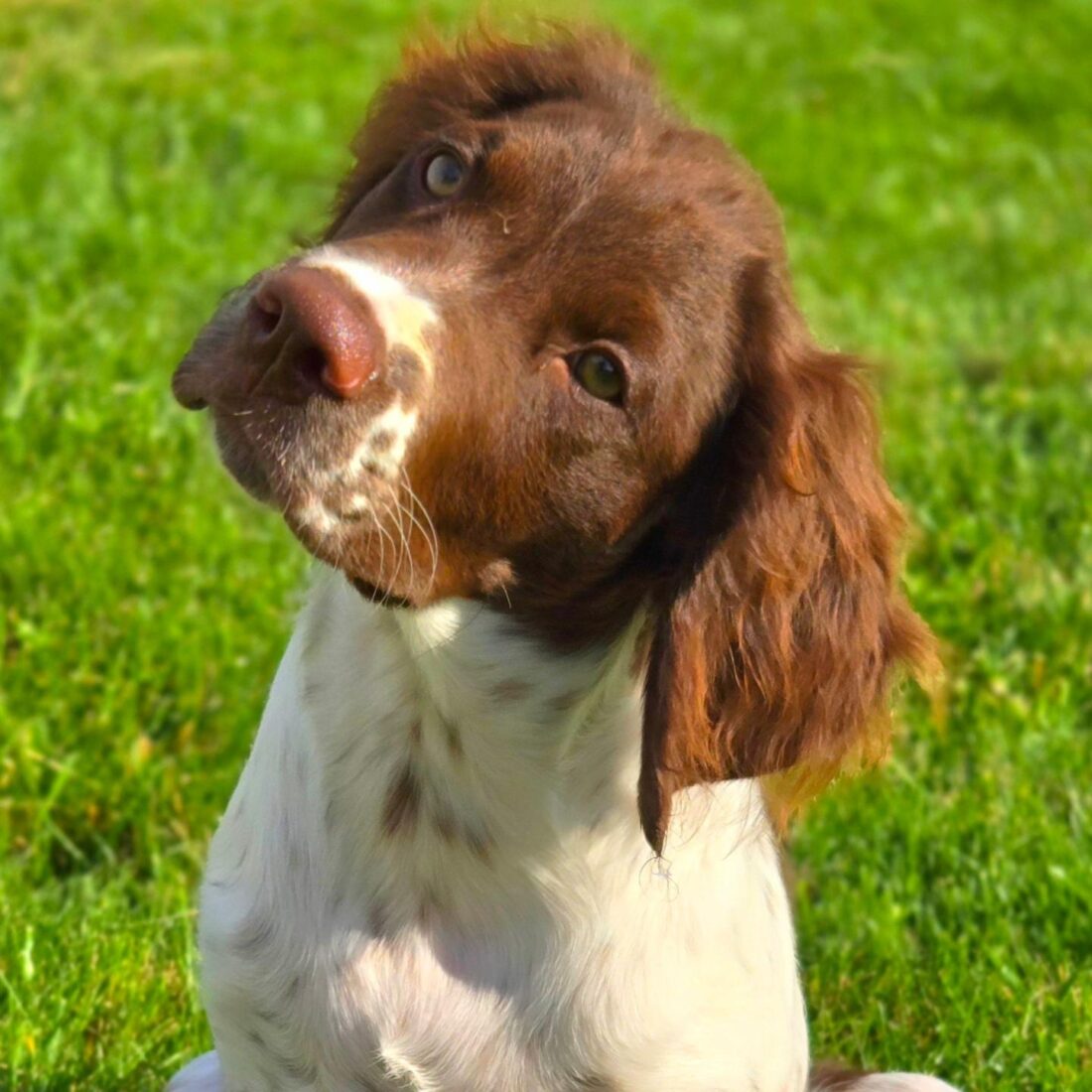 Sir Oliver Green, Brittany