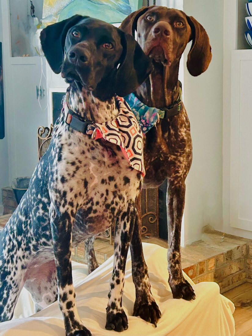 Dottie (black) and Finley (liver), German Shorthaired Pointer