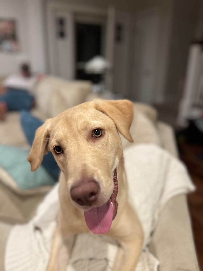Molly Moyock Bott, Labrador