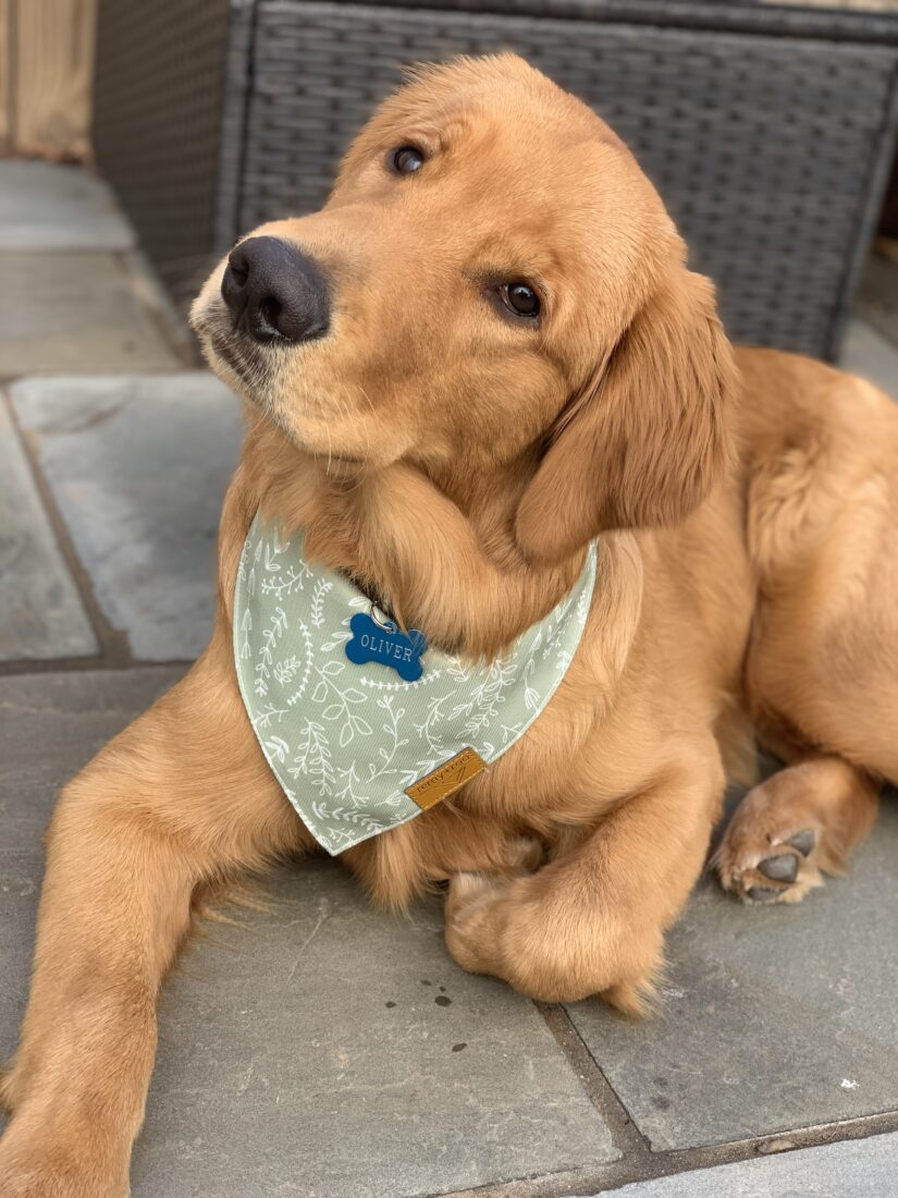 Oliver, Golden Retriever