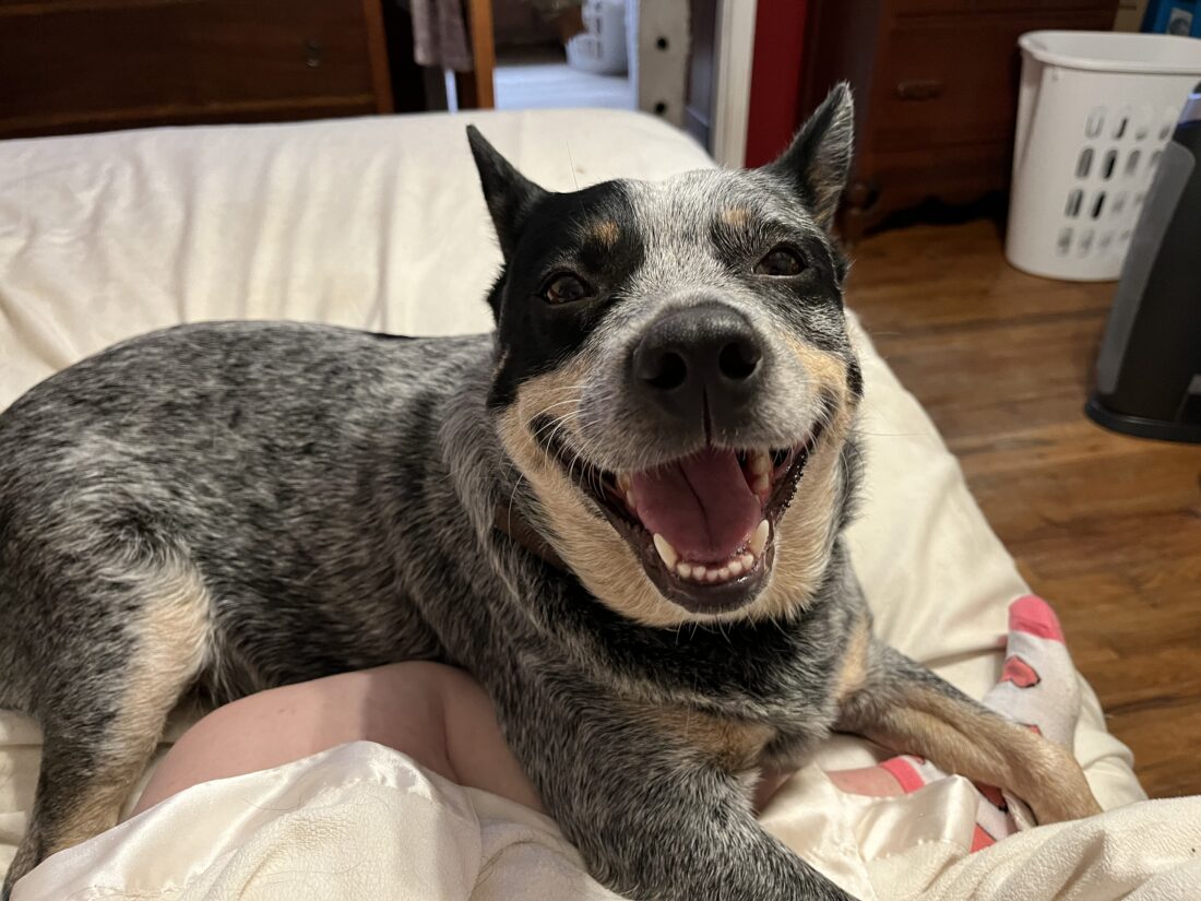 Abby, Blue Heeler
