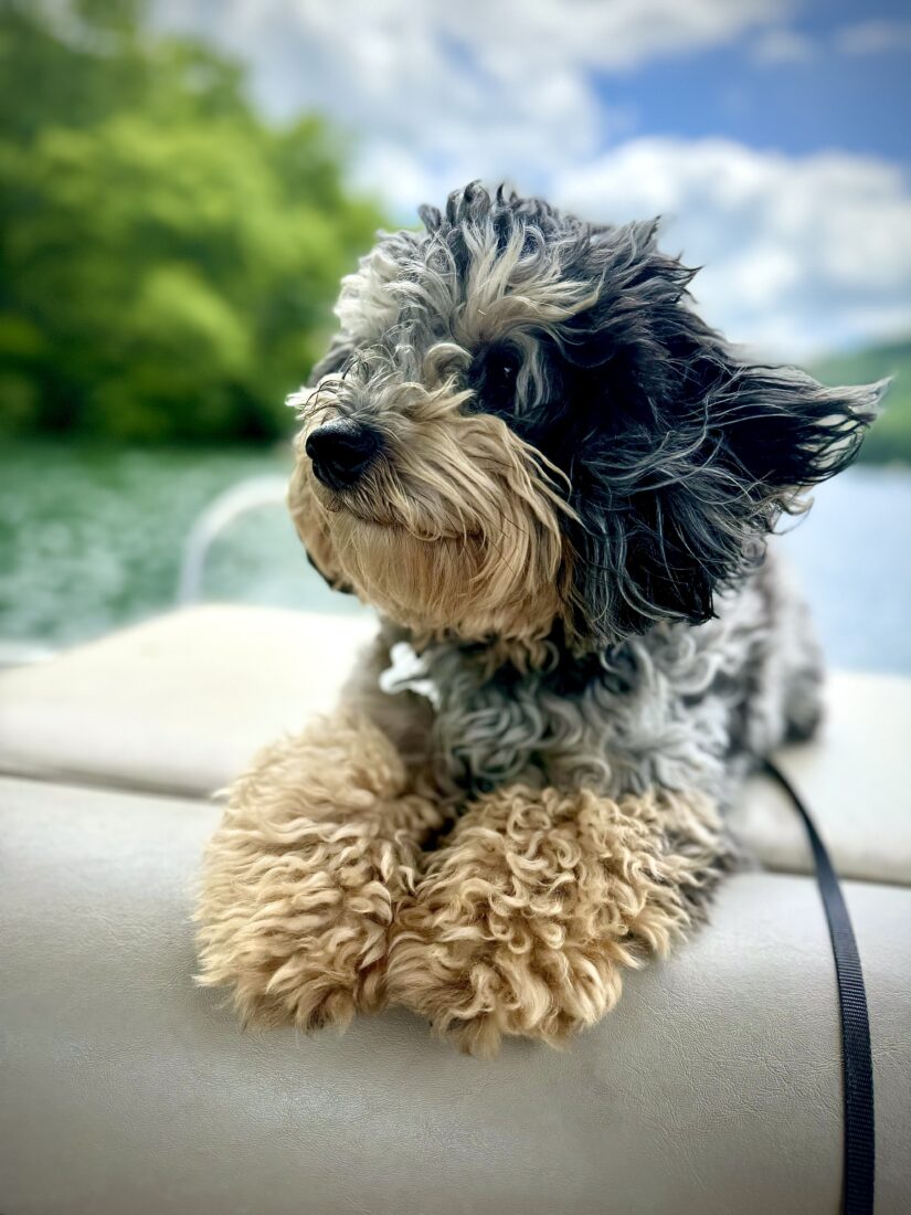 Tucker Cash Edwards, Schnoodle