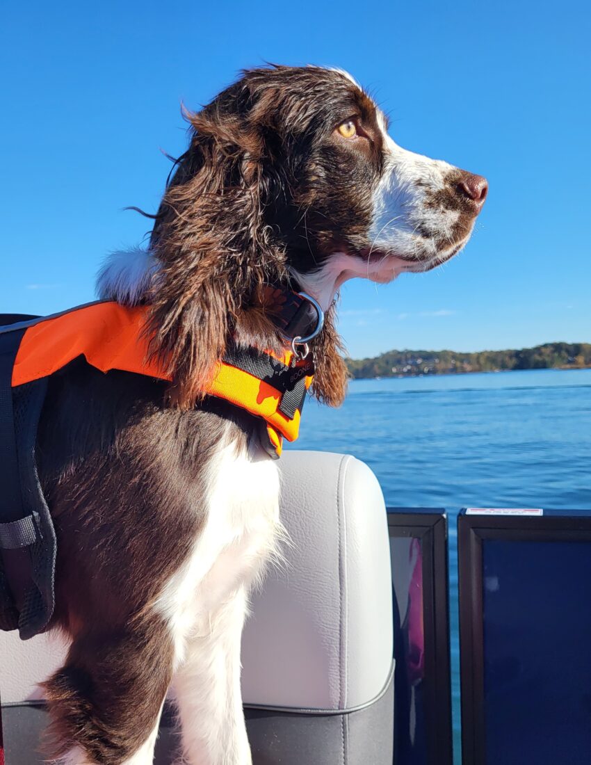 Boone, English Springer Spaniel