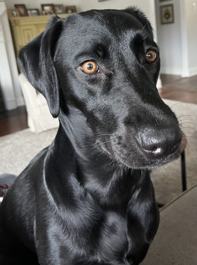 Bella, Labmaraner