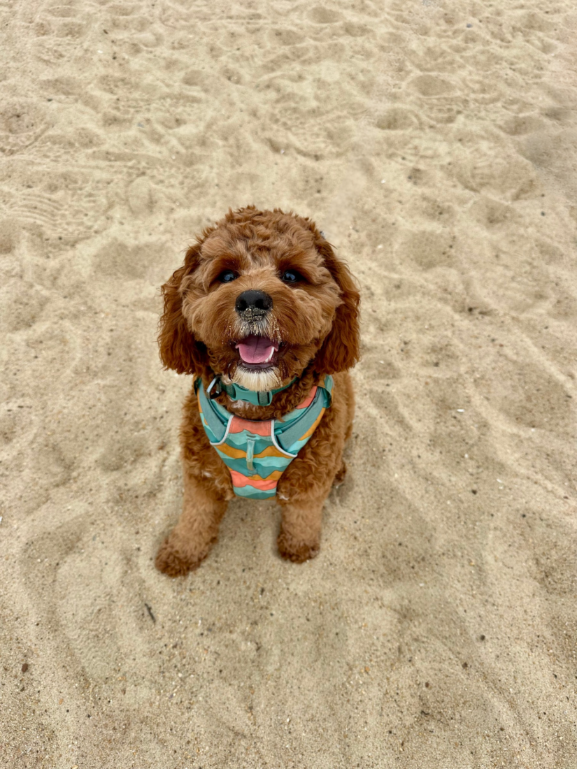 Winton, Cavapoo