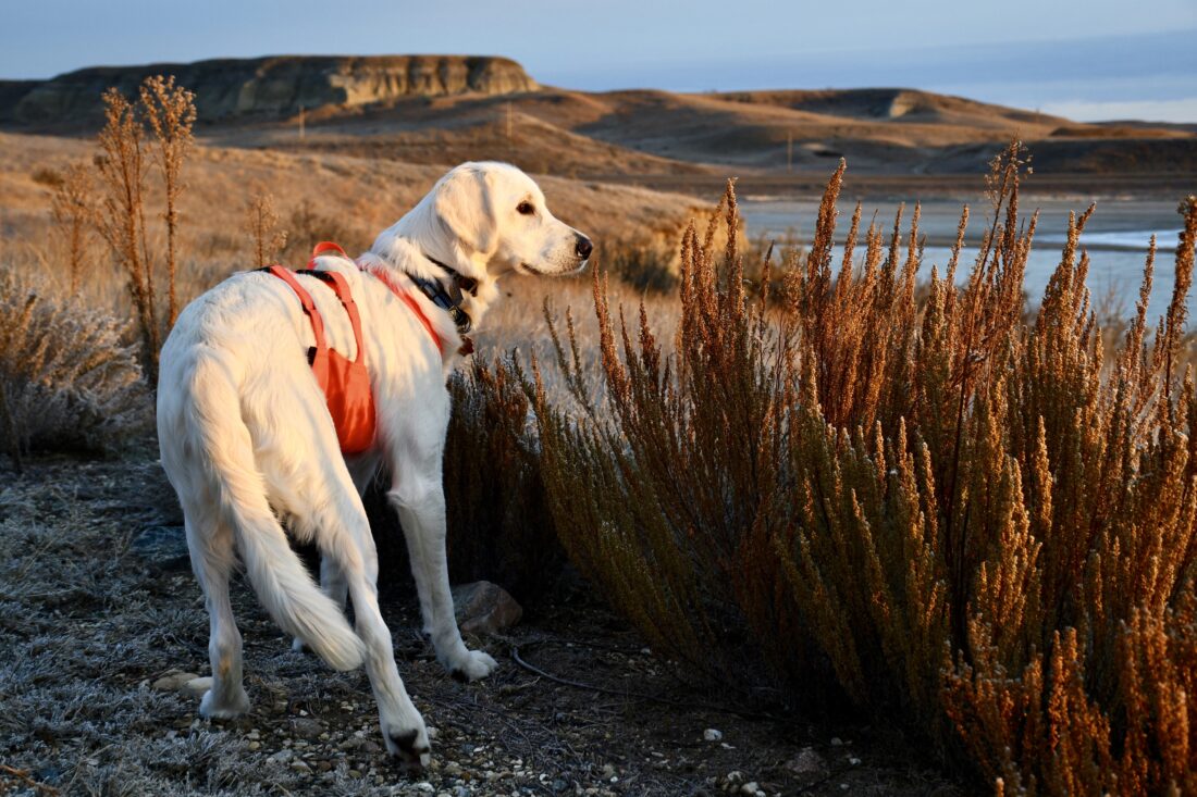 Raider, Golden retriever