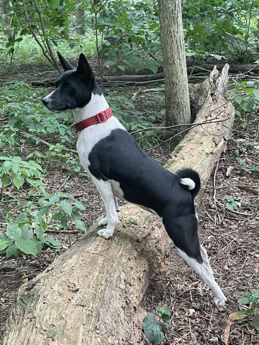 Lotus, Basenji