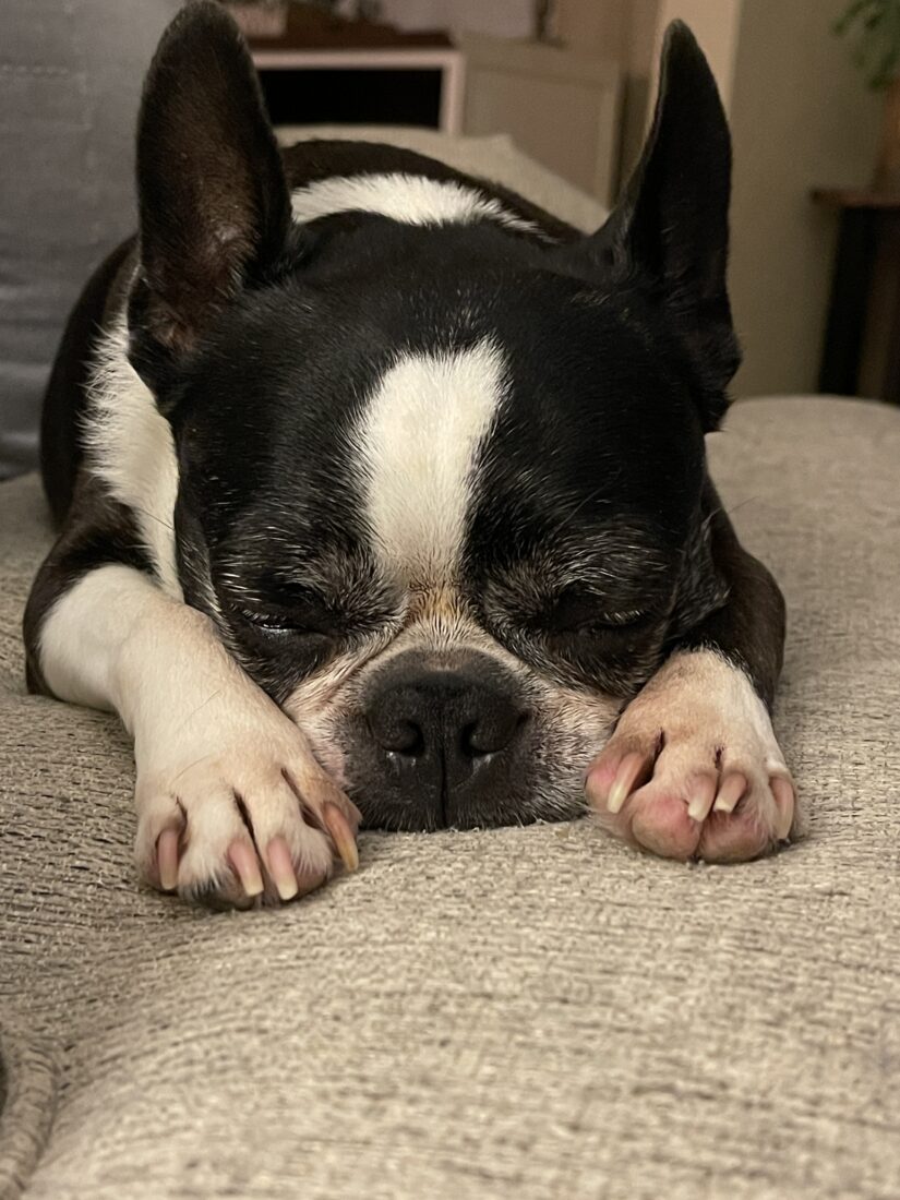 Spencer, Boston Terrier