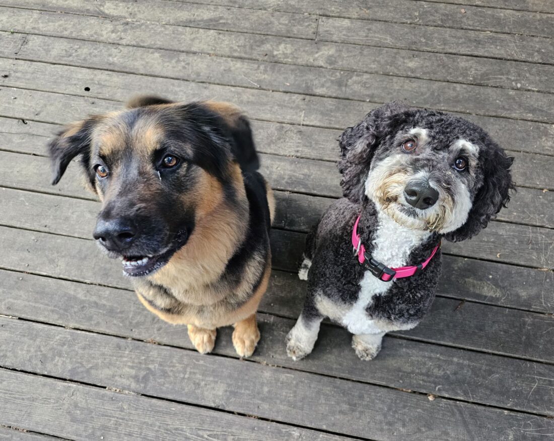 Wags and Barkley, Mixed and Bernedoodle