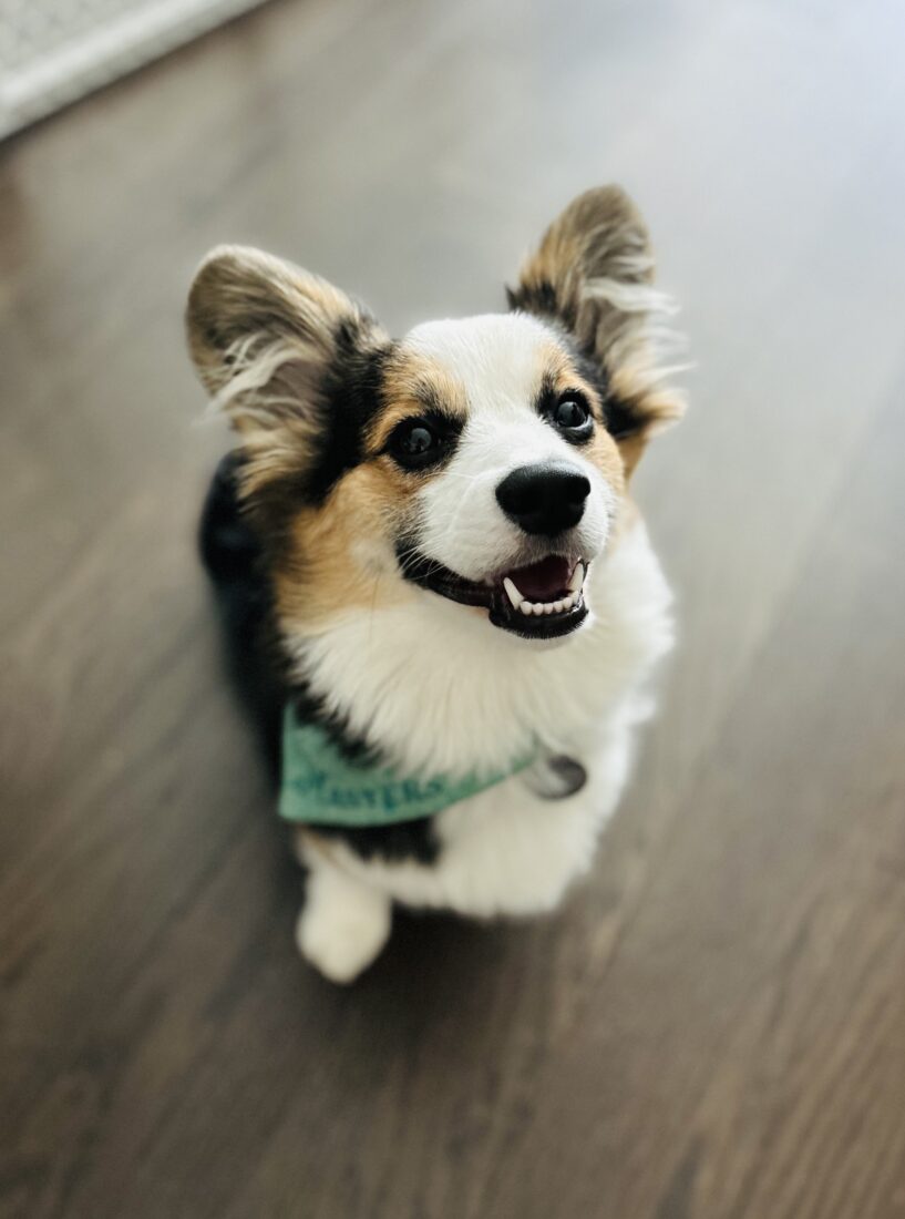 Lady Millie Midge, Pembroke Welsh Corgi