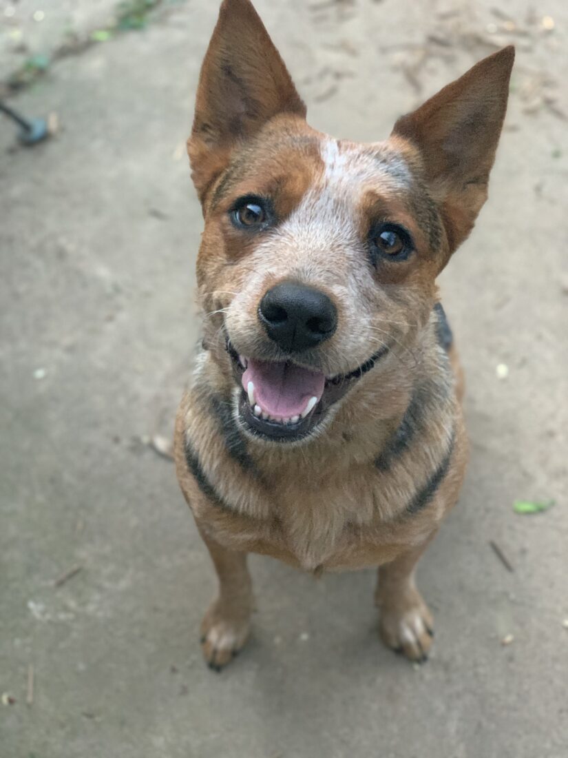 Georgia Mae, Australian Cattle Dog
