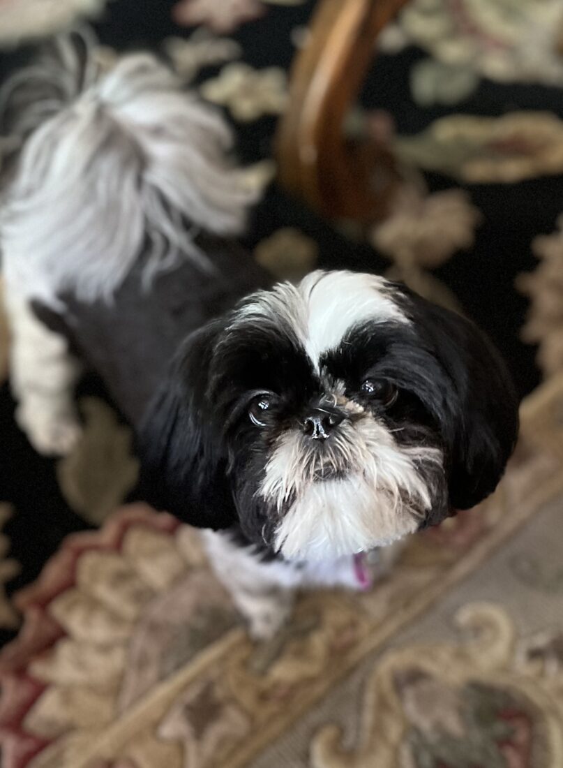 Bella, Shih Tzu