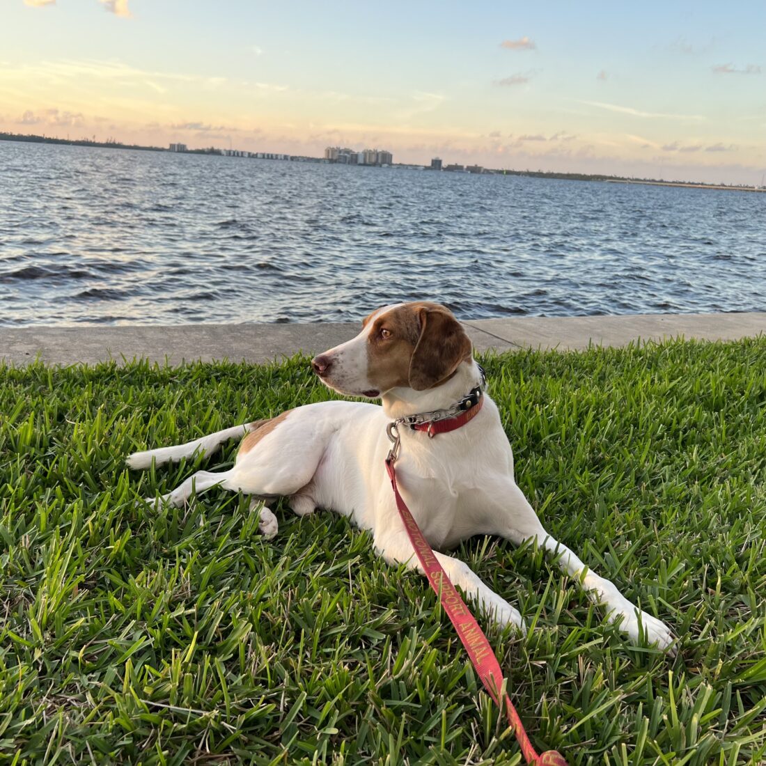 Barney, Beagle/Pointer Mix