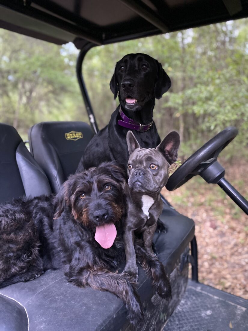Boujee, Sailor and Fendi, Labrador, French Bulldog, Lab/Schnauzer mix