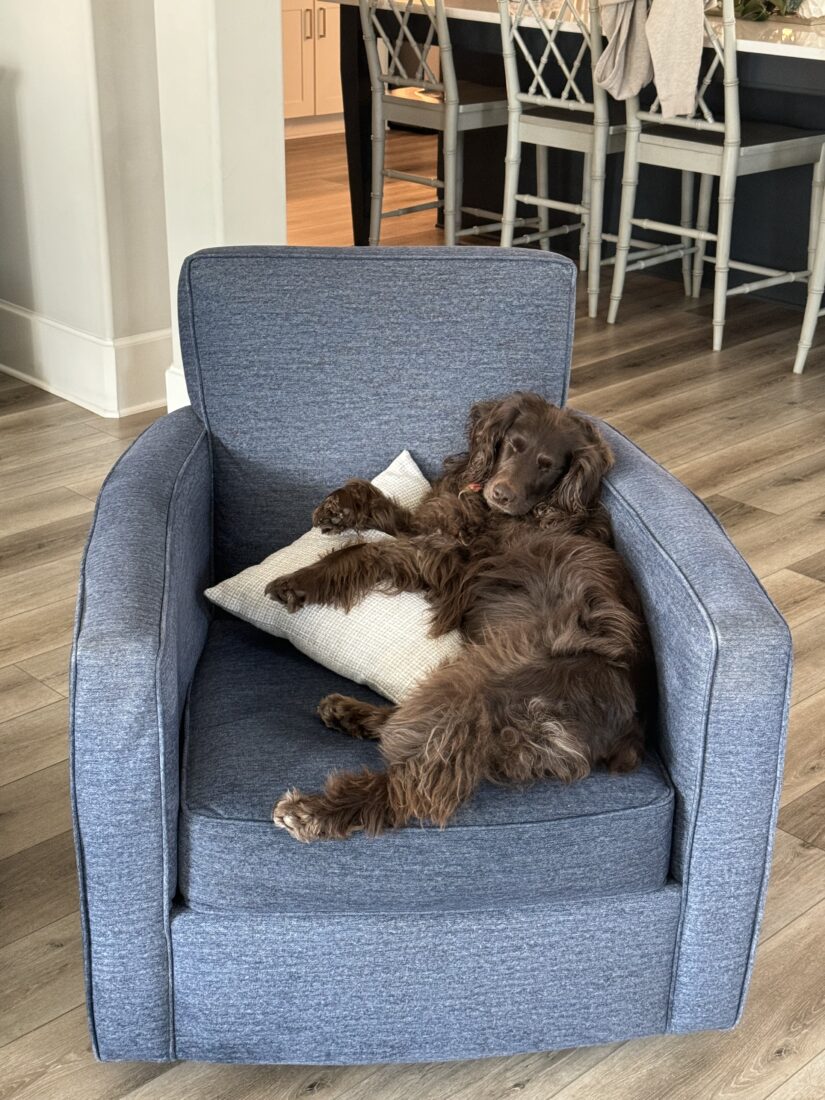 Ruby Dills, Boykin Spaniel